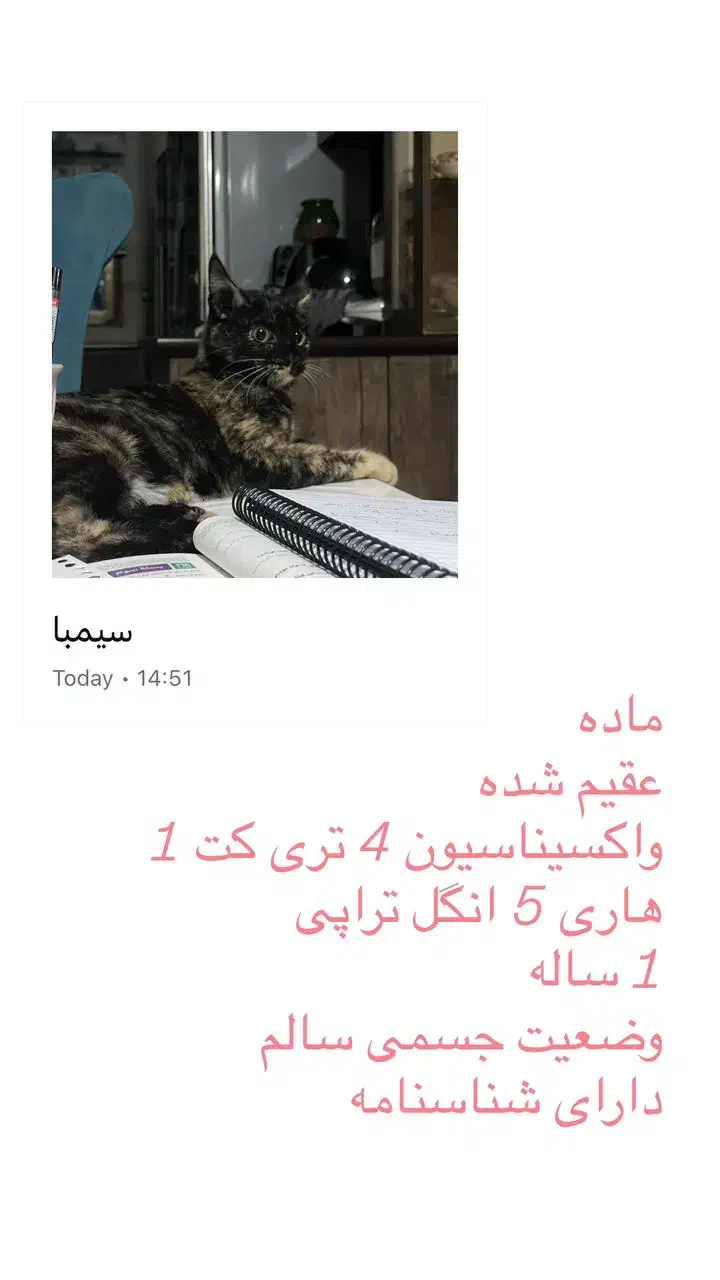 واگذاری گربه در رشت|گربه|رشت, معلولین|دیوار