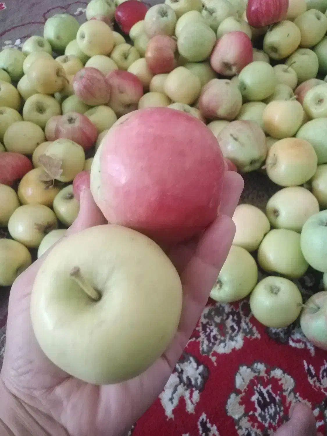 سیب محلی دلی خیارکال|خوردنی و آشامیدنی|لنده, |دیوار