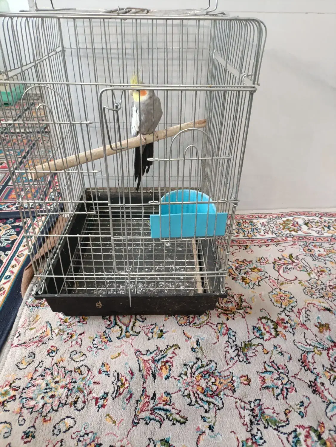 عروس هلندی نر سینامون|پرنده|شیراز, گلکوب|دیوار