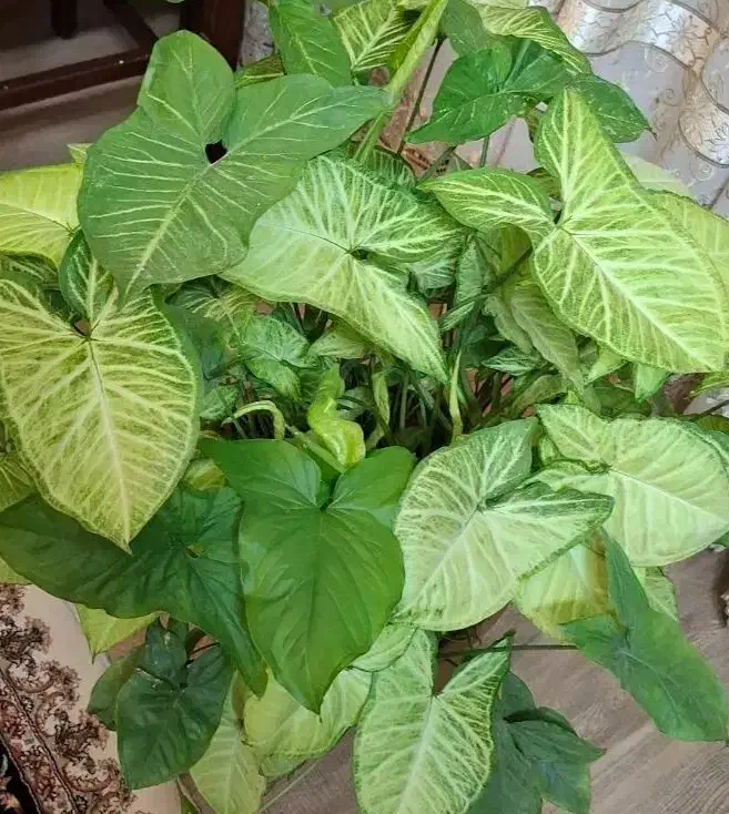 سینگونیوم ساده ابلق مینیاتوری|گل و گیاه طبیعی|اصفهان, شهرک کاوه|دیوار