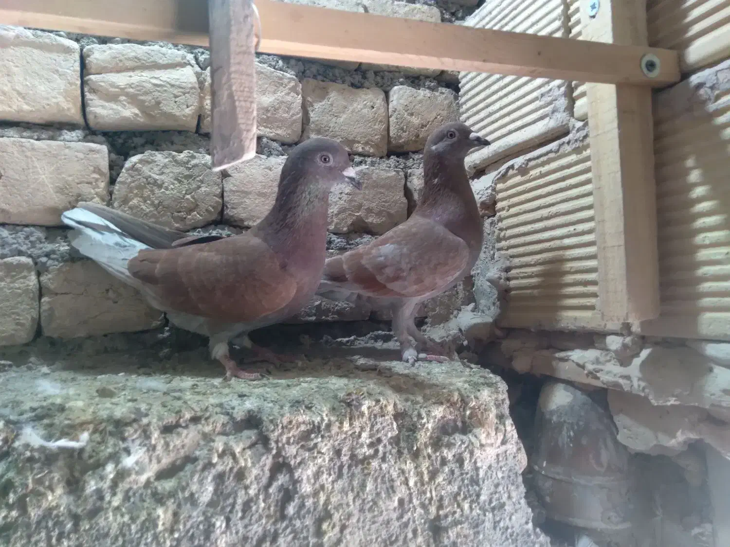 کبوتر وکفتر|پرنده|قم, نوبهار|دیوار