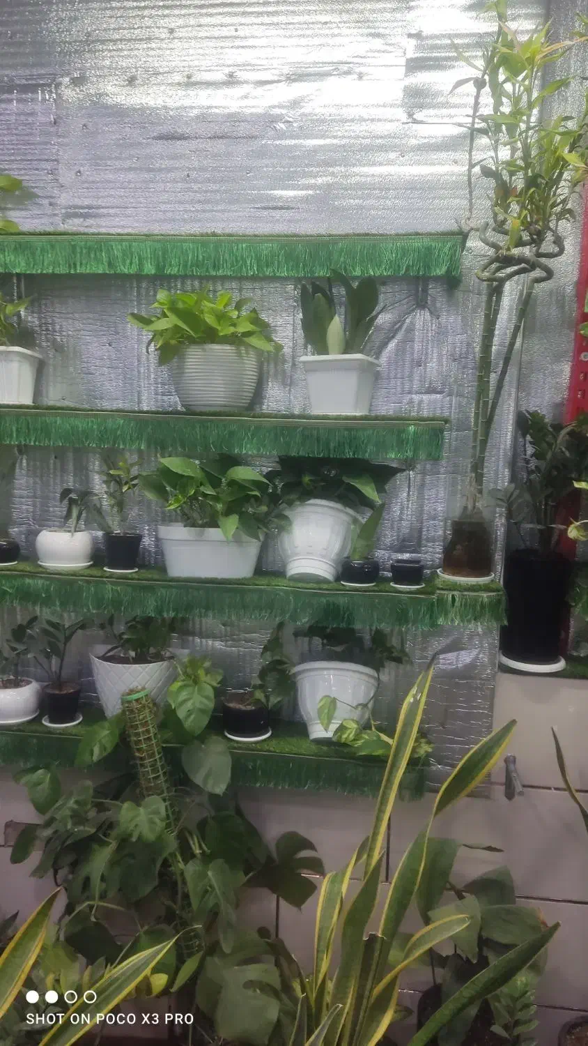 گل وگیاه|گل و گیاه طبیعی|فسا, |دیوار