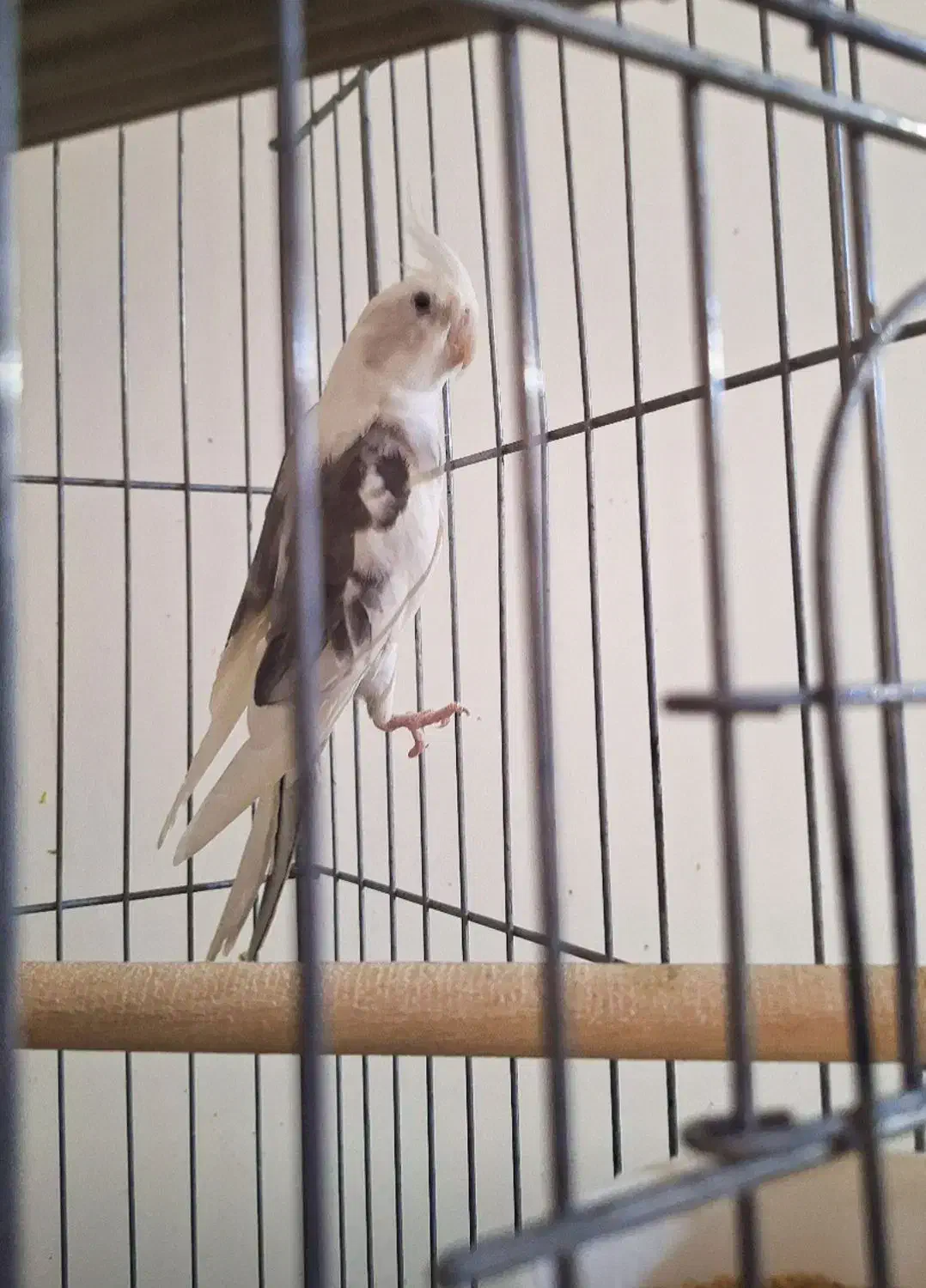 عروس هلندی نر ابلغ البینو مست|پرنده|شیراز, شهرک سراج|دیوار