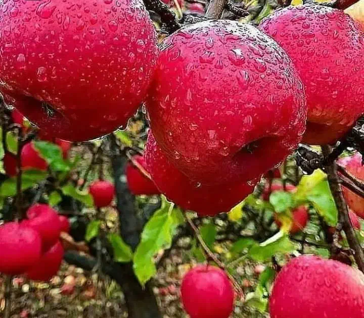 فروش انواع نهال میوه به قیمت عمده در نهالستان ما|خدمات باغبانی و درختکاری|اردبیل, |دیوار