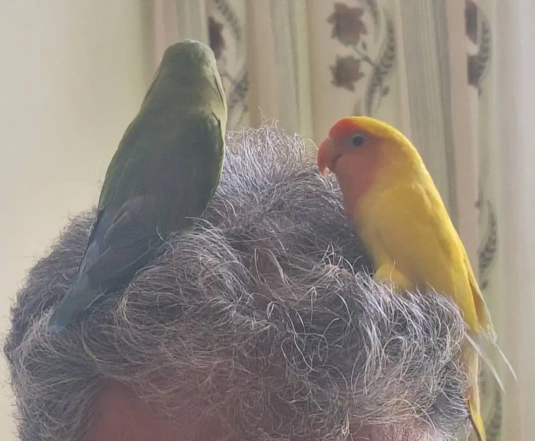 کوتوله دستی|پرنده|میبد, |دیوار