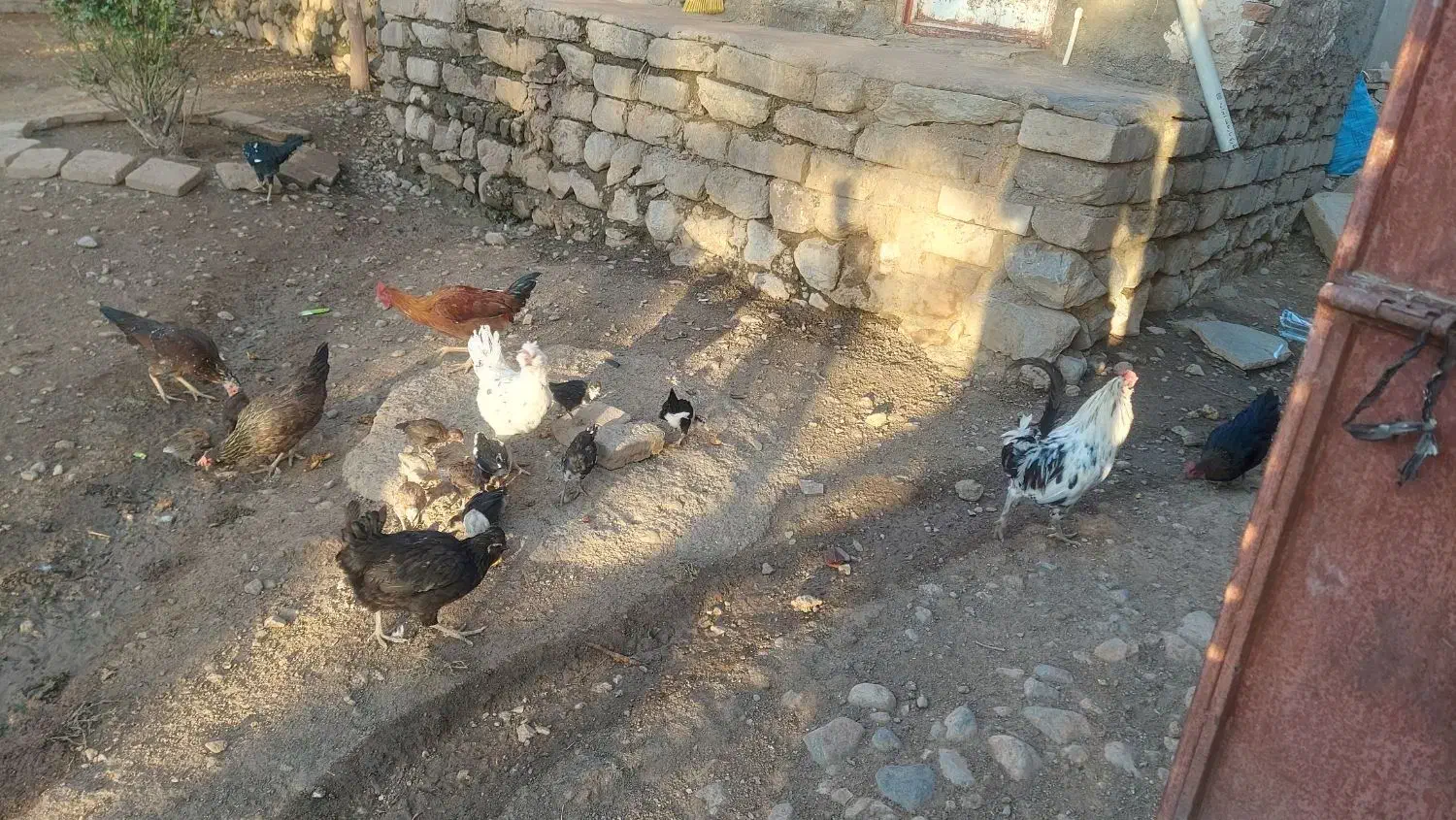 مرغ جوجه.اردگ|پرنده|بروجرد, |دیوار