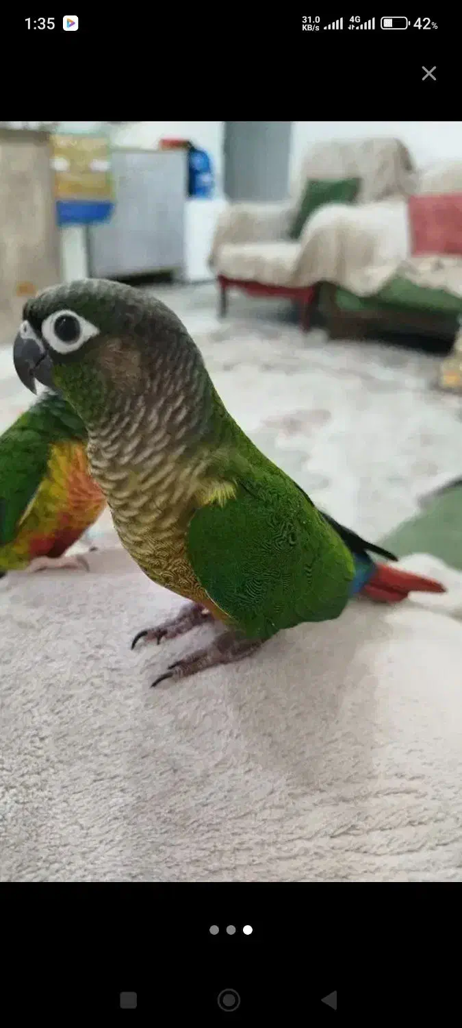 گرینچیک|پرنده|بندرعباس, |دیوار