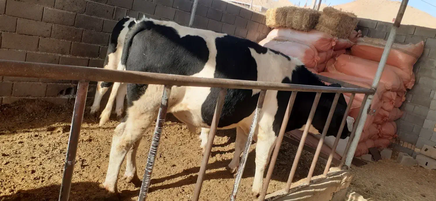 گوساله نر|حیوانات مزرعه|اسفراین, |دیوار