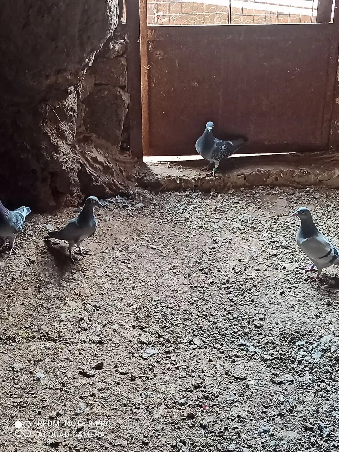 8تا زدخوردی|پرنده|رشتخوار, |دیوار