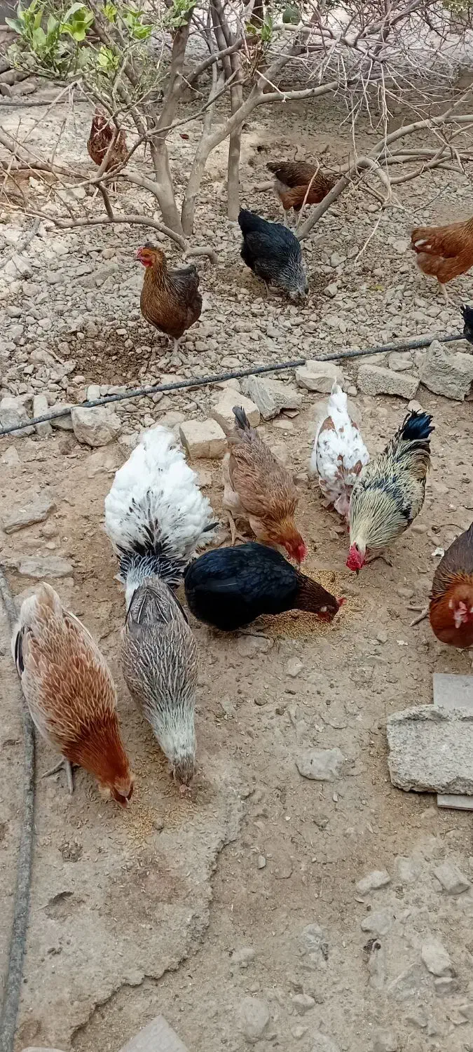 مرغ و خروس محلی اصل|حیوانات مزرعه|کوه چنار, |دیوار