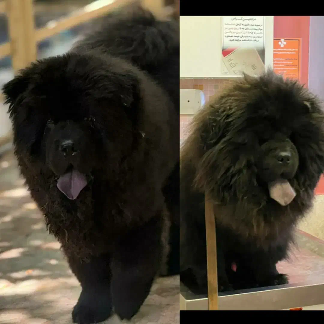 چاوچاو بلک فوق کیفیت نر|سگ|تهران, الهیه|دیوار