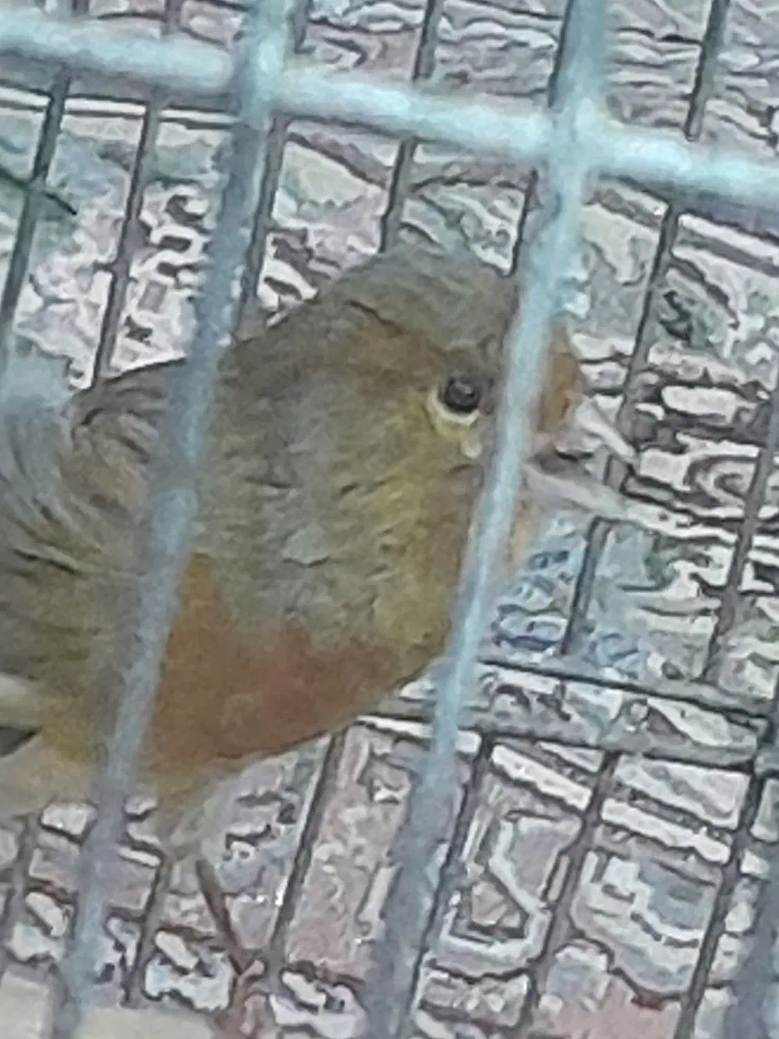 قناری نر سبز دارچینی|پرنده|تربتحیدریه, یحیی آباد|دیوار