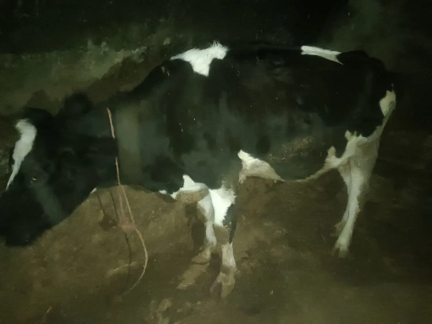 چهار راس گاو|حیوانات مزرعه|دوتپه, |دیوار