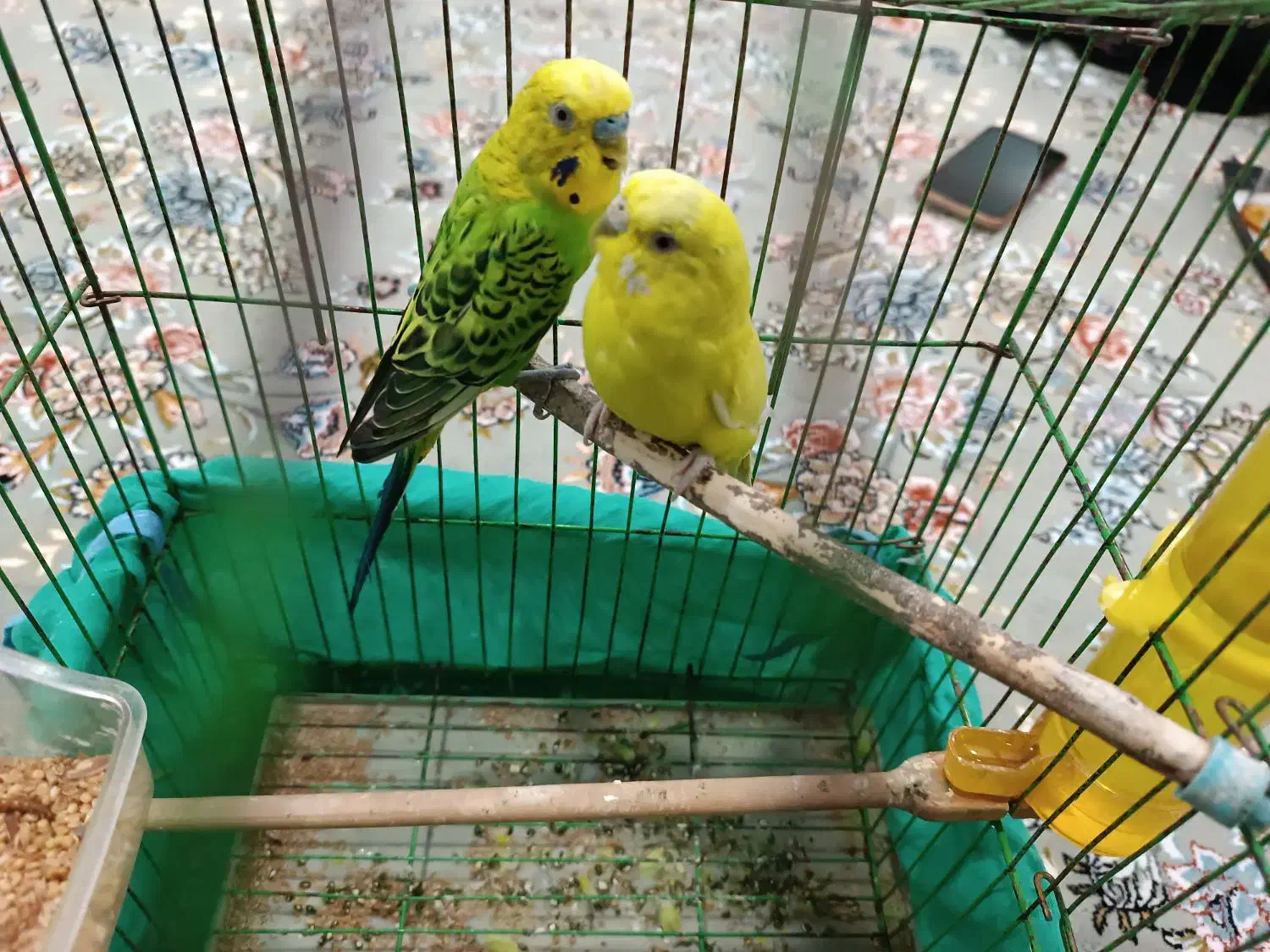 مرغ عشق|پرنده|جوانرود, |دیوار