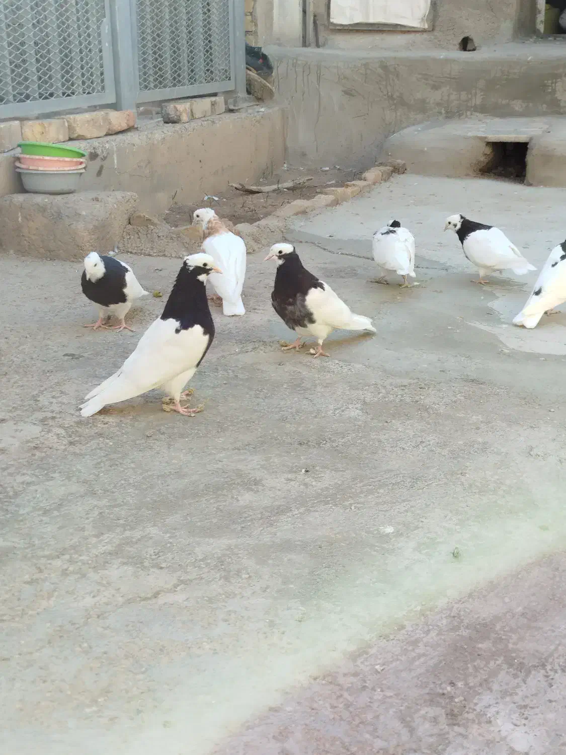 طوقی کبوتر|پرنده|قزوین, |دیوار