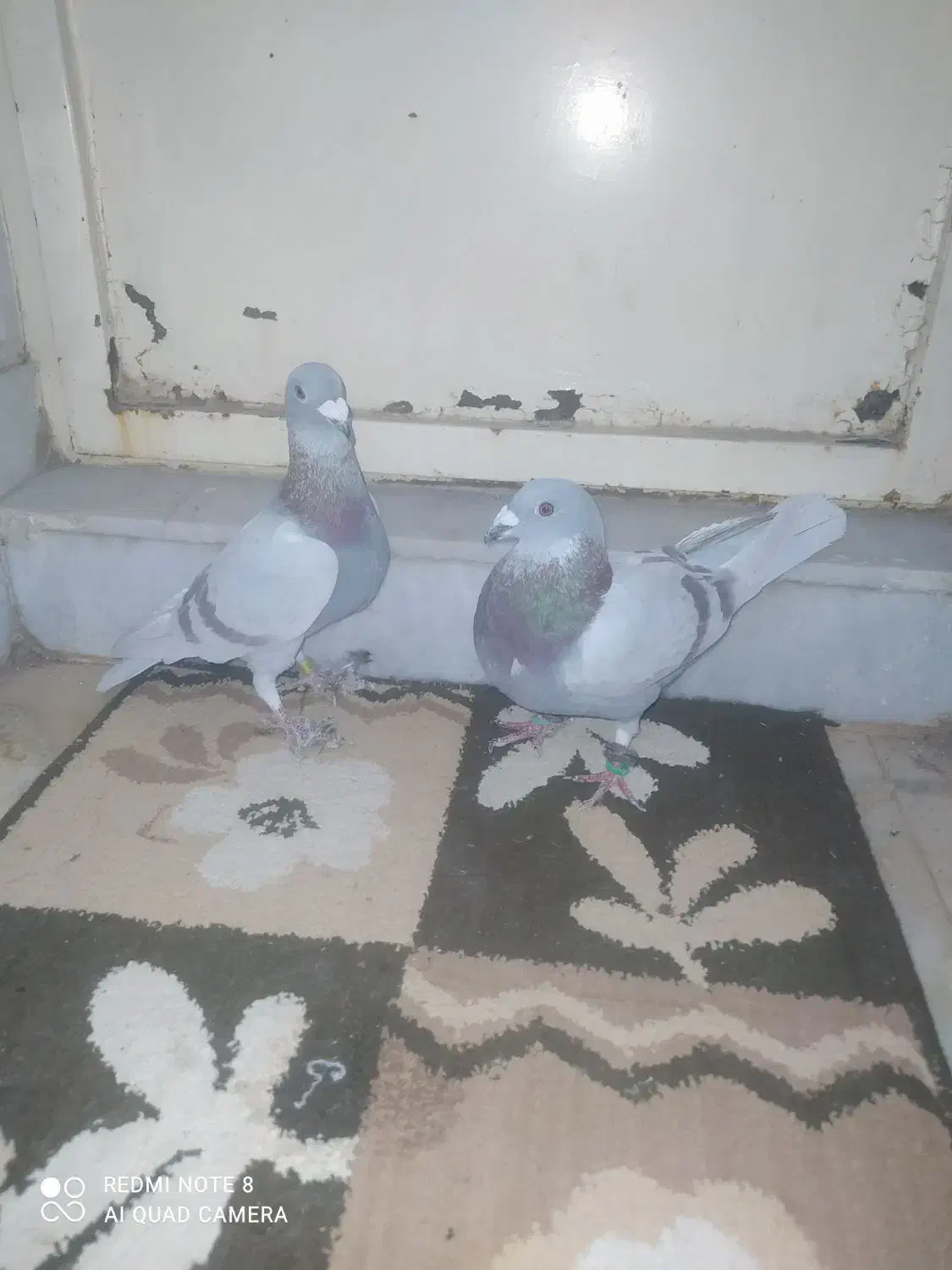 کبوتر پرشی|پرنده|چناران, |دیوار