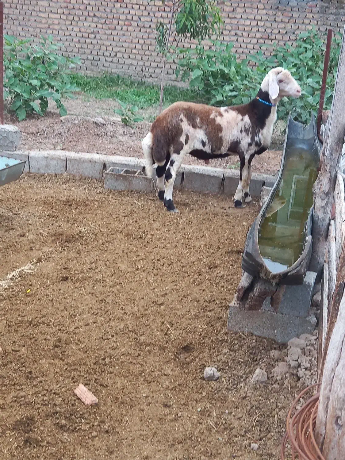 بره قوچ بروجردی اصل|حیوانات مزرعه|سیمین شهر, |دیوار