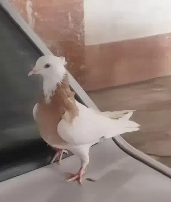 طوقی زرد|پرنده|بجنورد, |دیوار