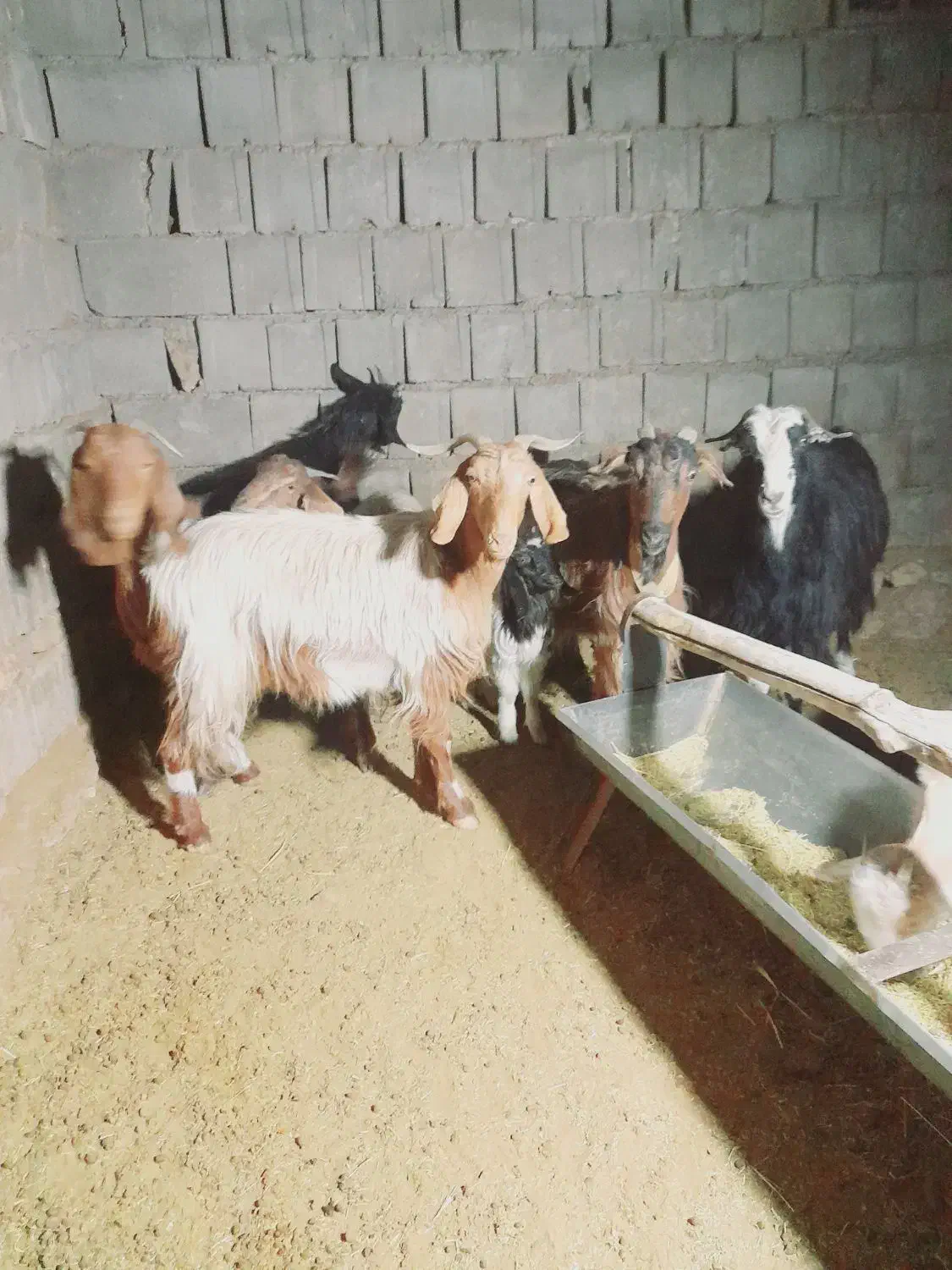 بز وکهره|حیوانات مزرعه|یاسوج, |دیوار