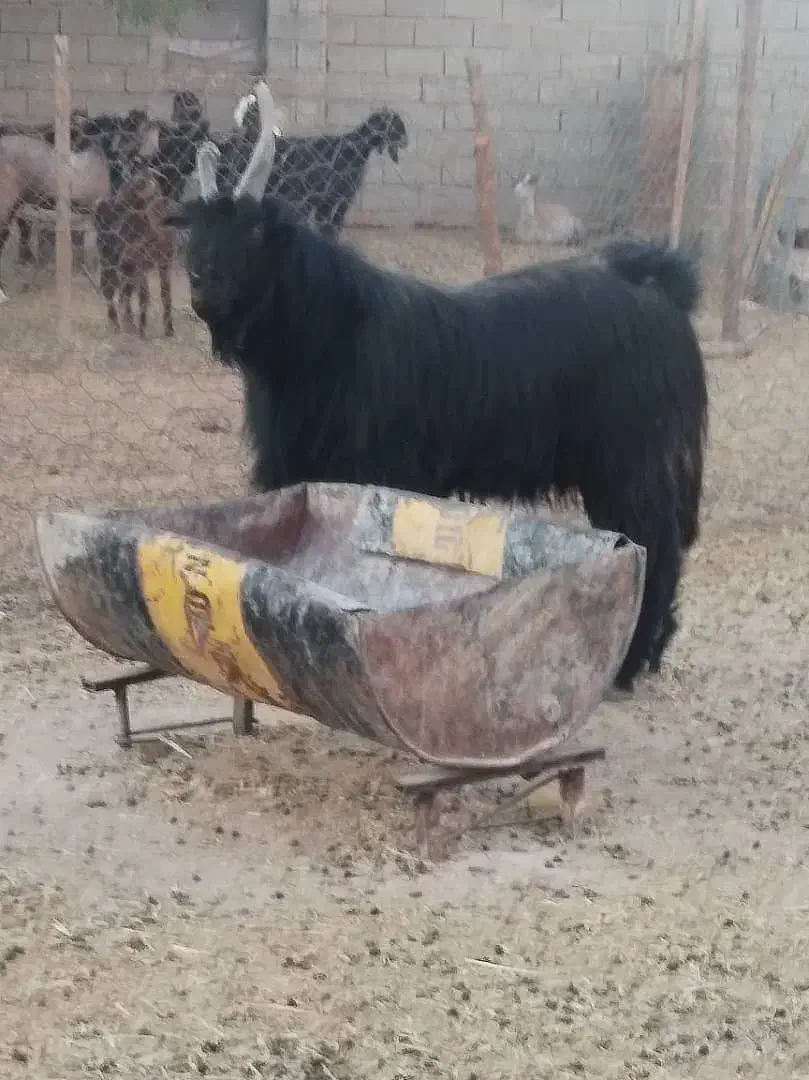 پازن ترکی|حیوانات مزرعه|بوشهر, |دیوار