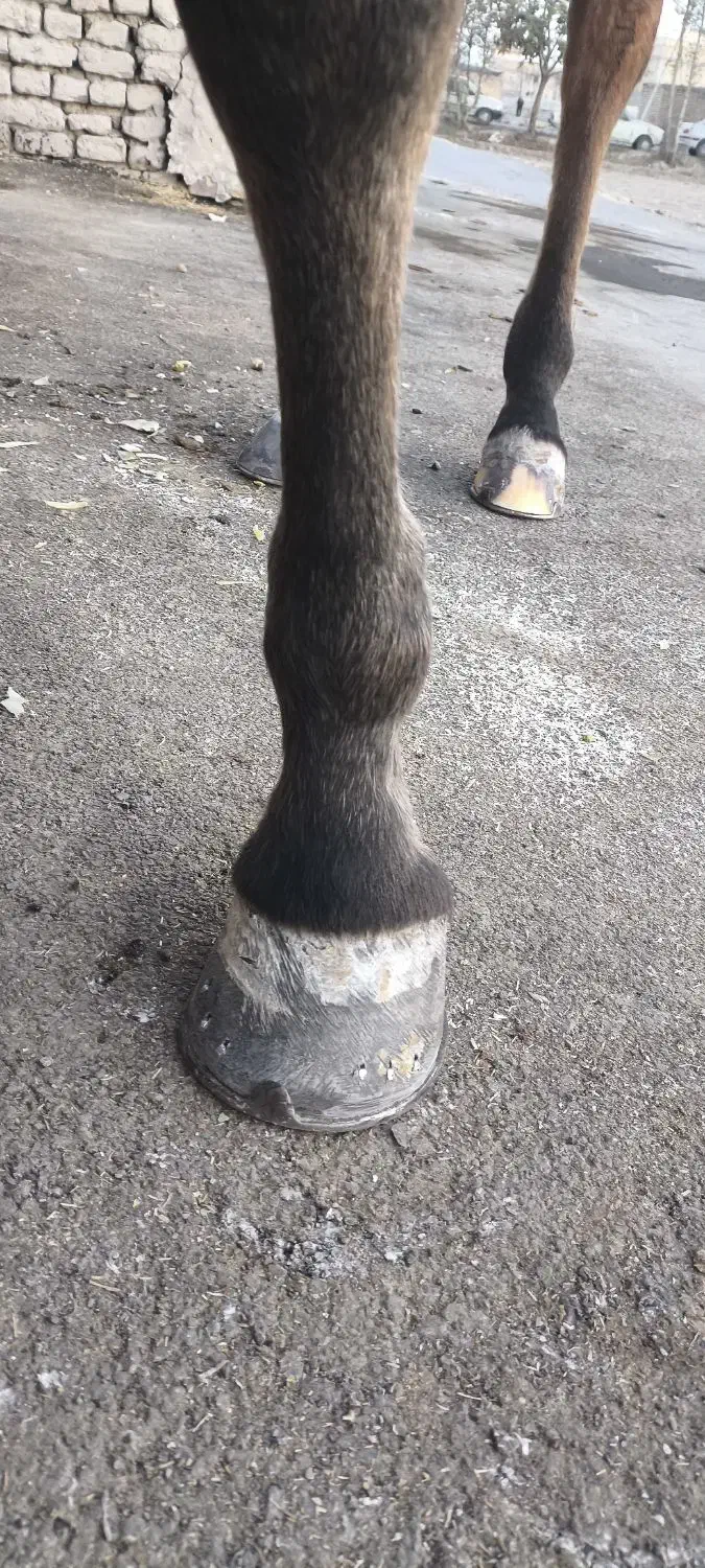 نعل بندی اسب|اسب و تجهیزات اسبسواری|نجفآباد, طالقانی|دیوار