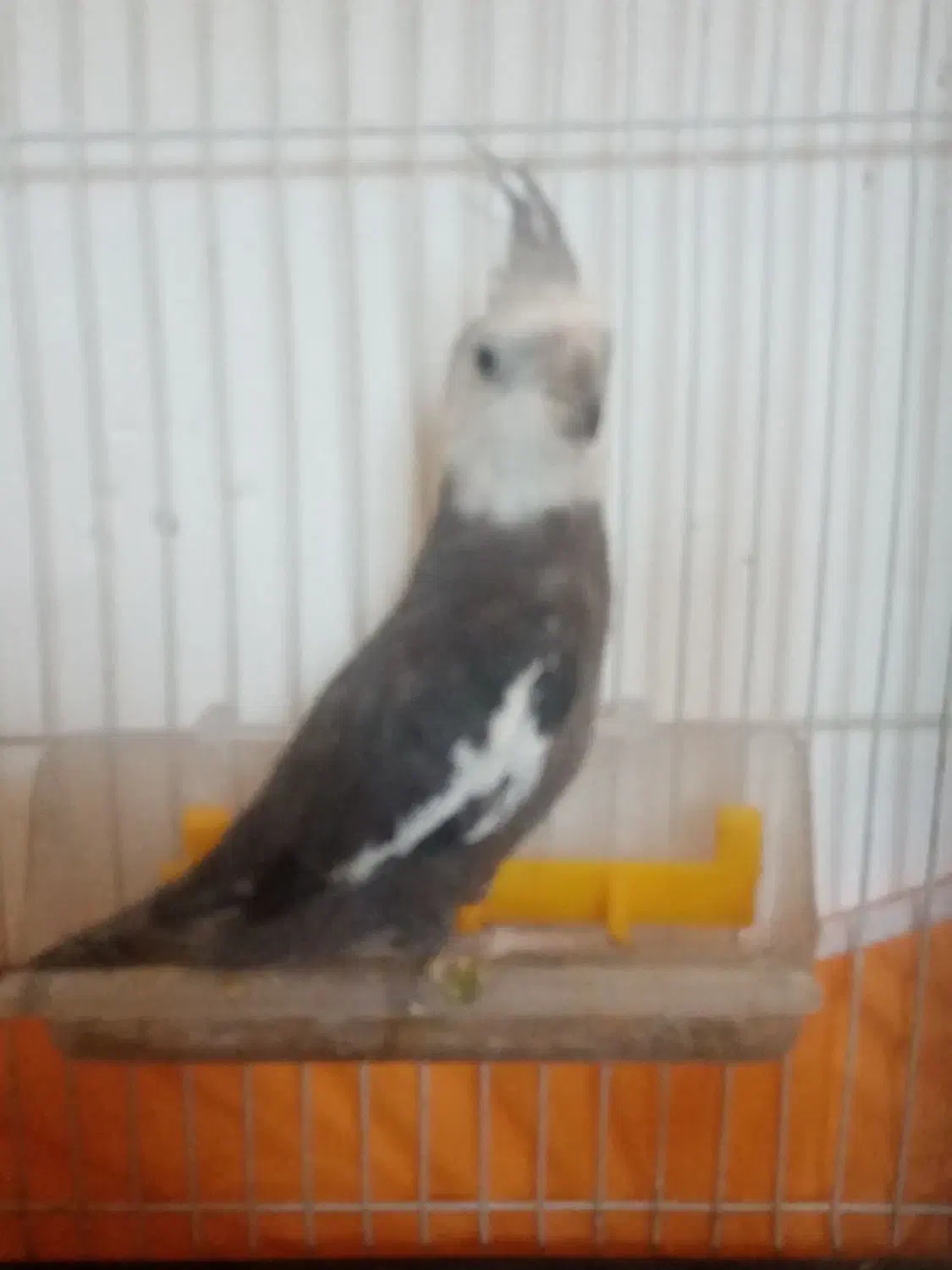 عروس هلندی نر|پرنده|جلگه رخ, |دیوار