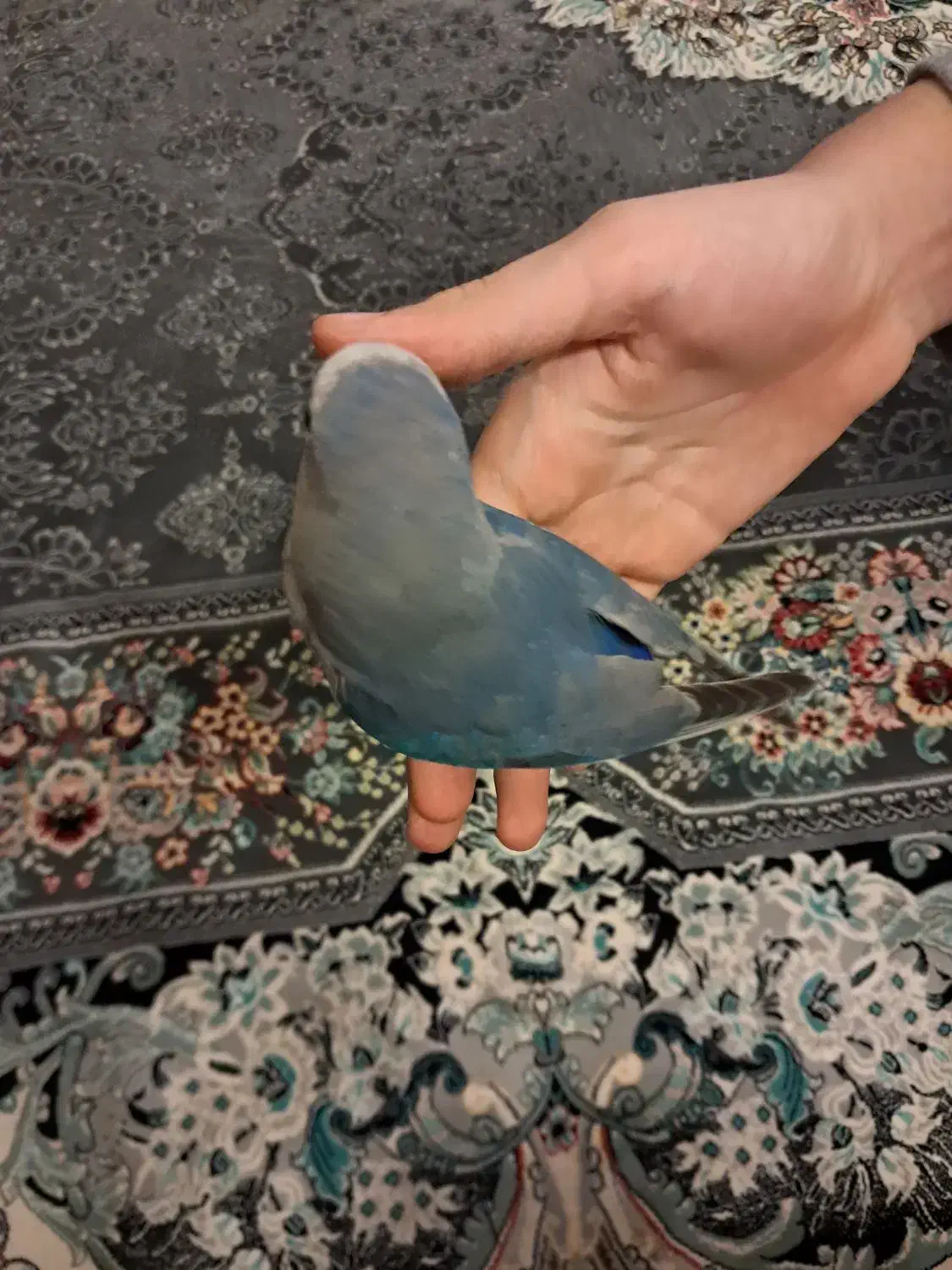 طوطی برزیلی دستی|پرنده|گلستان (تهران), |دیوار