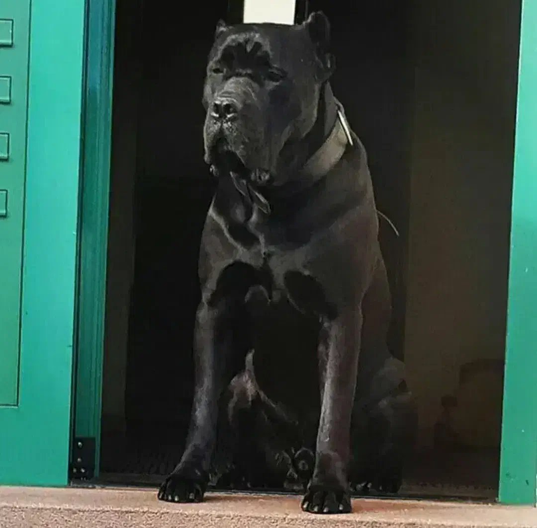 کنکورسو|سگ|شیراز, نصر|دیوار