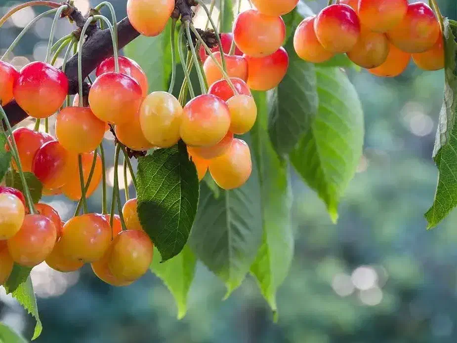پیشفروش نهال گیلاس لواسان با شرایط چک|خدمات باغبانی و درختکاری|دوتپه, |دیوار