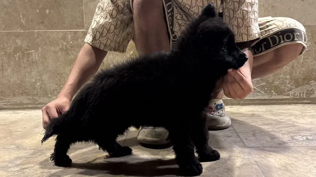 ژرمن شولاین|سگ|بندرعباس, |دیوار