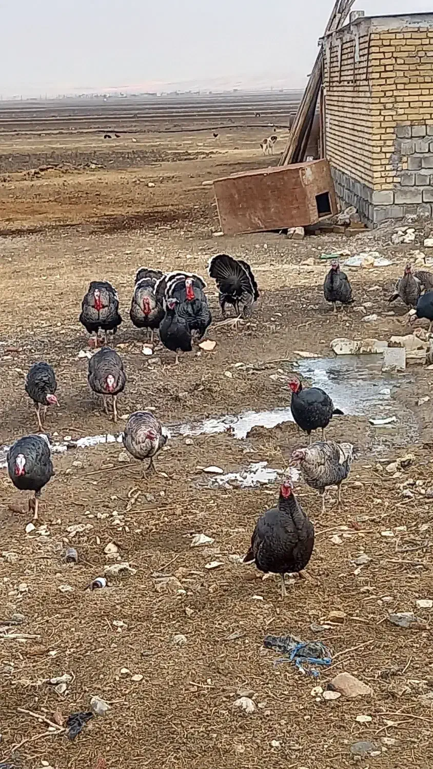 بوقلمون چاق|حیوانات مزرعه|ماهیدشت, |دیوار