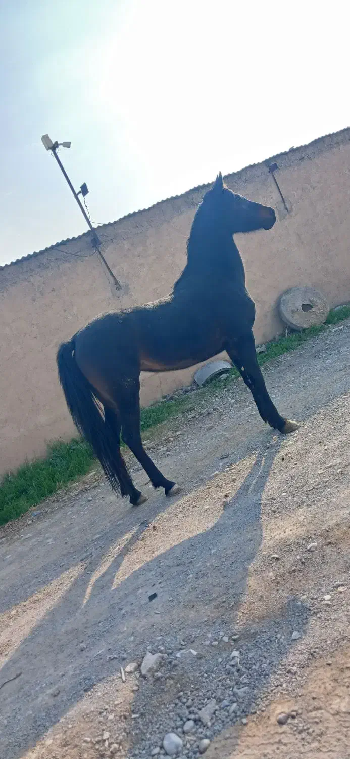 فروش|اسب و تجهیزات اسب‌سواری|ورامین, خیر آباد|دیوار