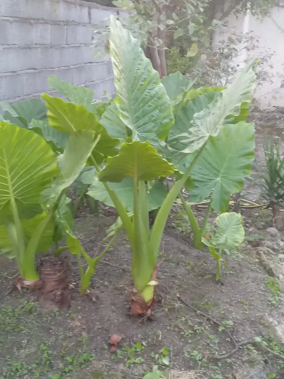 فروش گل بابادم|گل و گیاه طبیعی|خوشرودپی, |دیوار