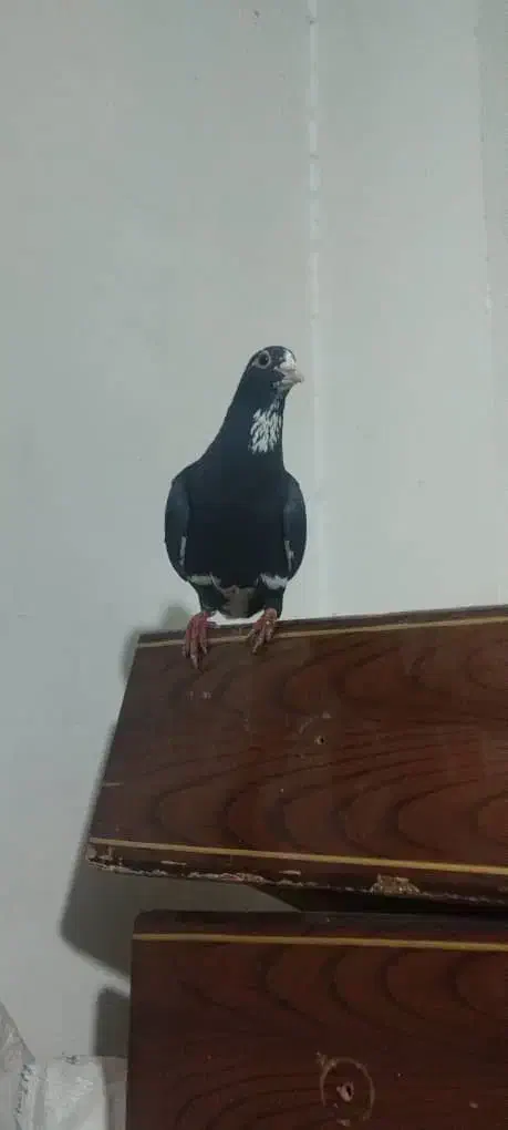 نر سیاه پلنگ عتیقه|پرنده|کرمان, |دیوار