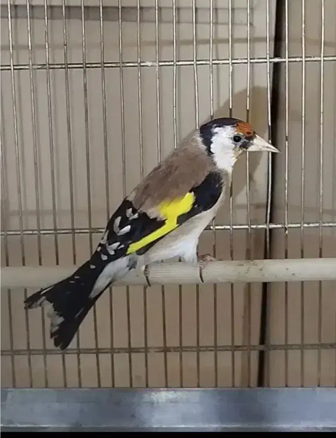 سهره|پرنده|نهاوند, |دیوار