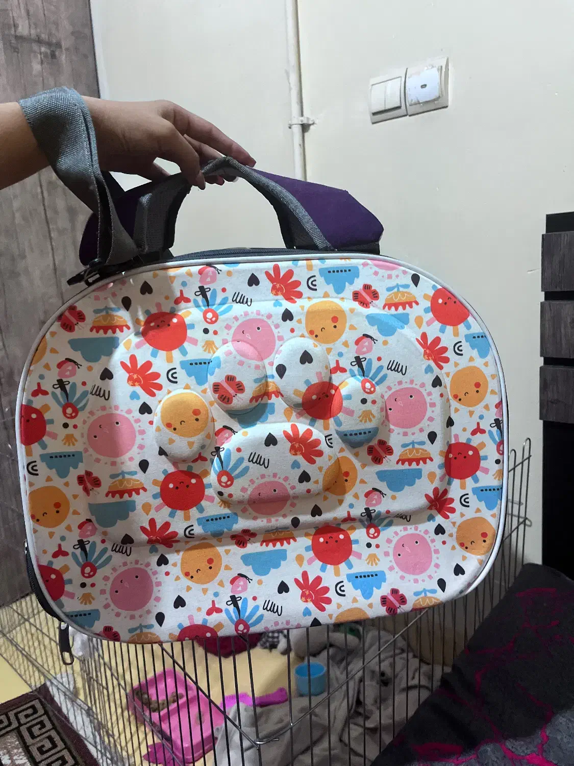 سگ اشپیتز پامر خرسی|سگ|شیراز, شهرک مطهری|دیوار