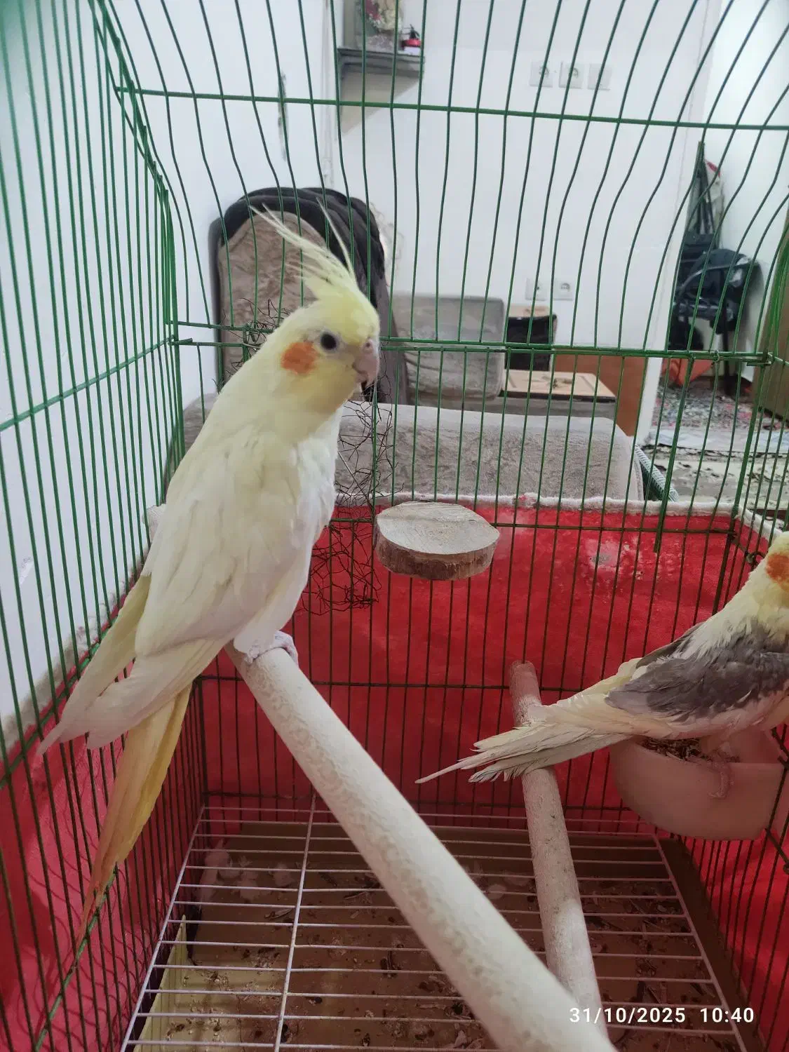 یک جفت عروس هلندی سالم و سر حال|پرنده|شیراز, ریاستی|دیوار