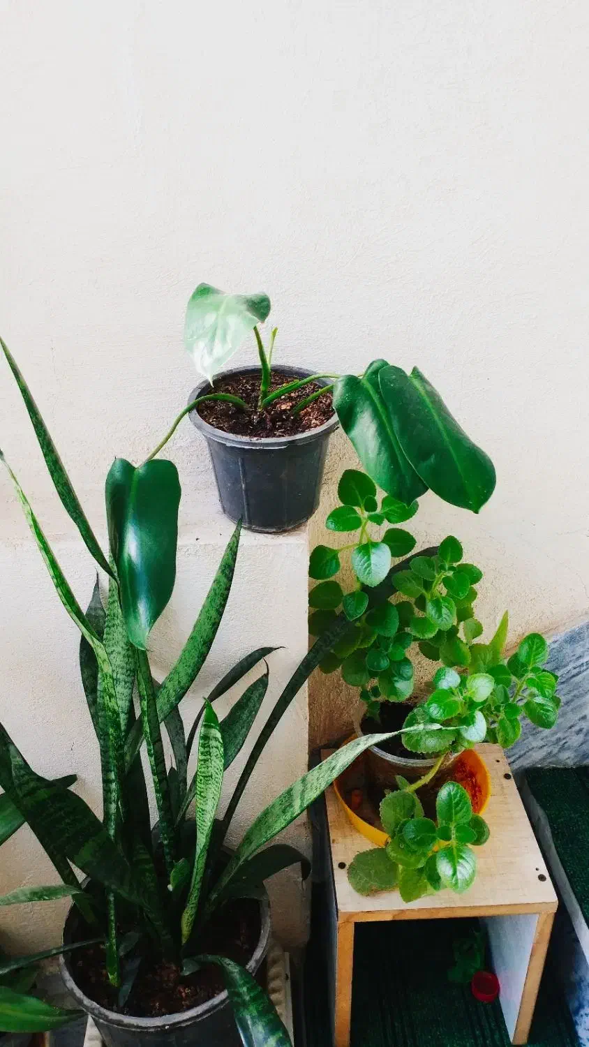 فیلندندرون|حراج|سرپل ذهاب, |دیوار