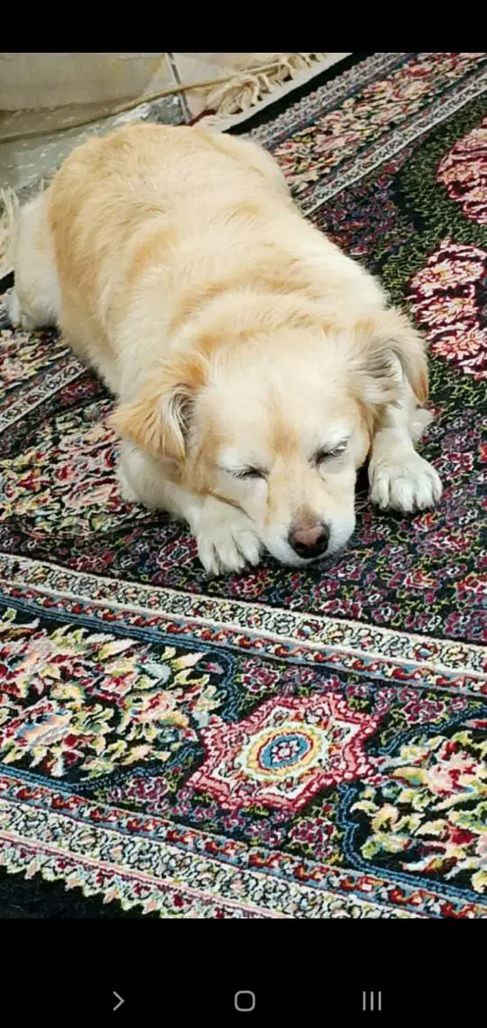 آشپتیز|سگ|مریوان, |دیوار