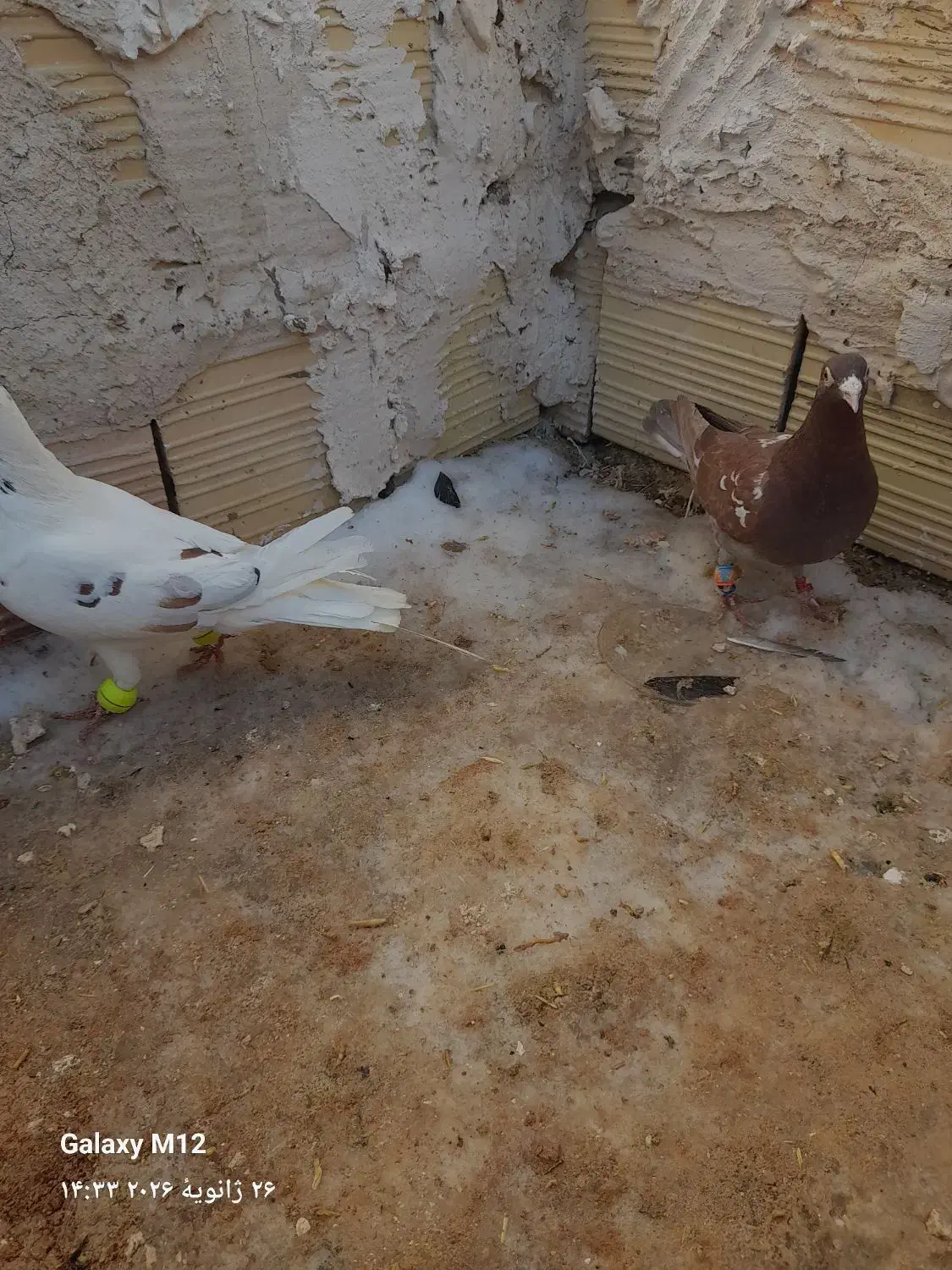 کبوتر صید|حیوانات|اسفراین, |دیوار