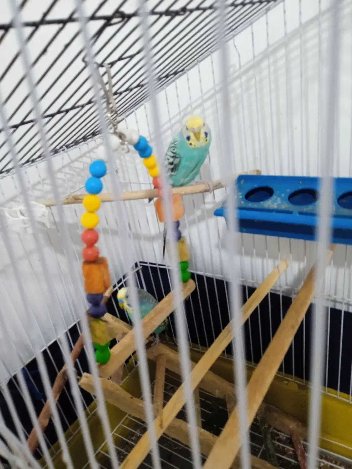 مرغ عشق تخمگذار|پرنده|خلیفان, |دیوار