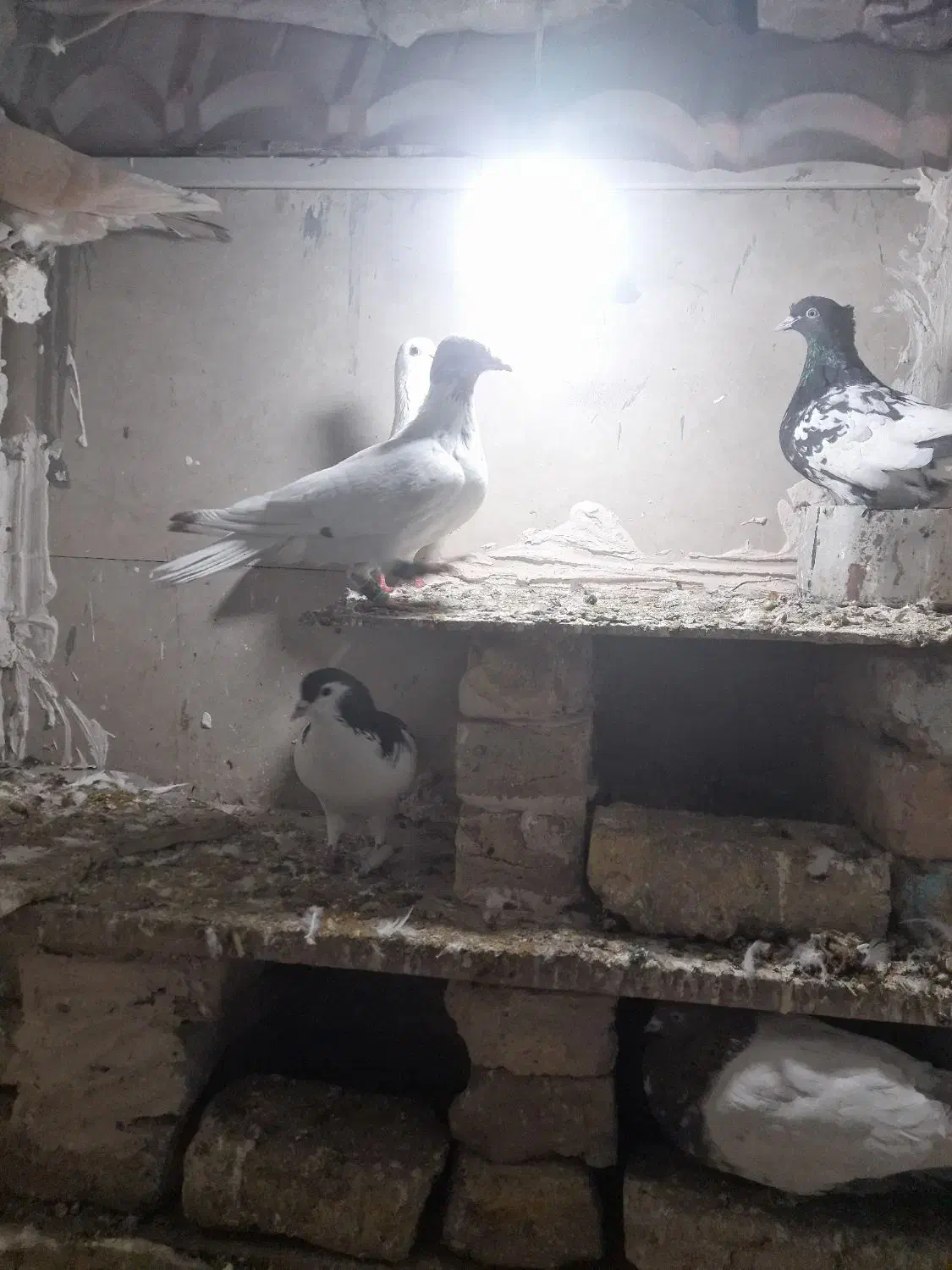 دم سفید ماده|پرنده|مشهد, تبادکان|دیوار