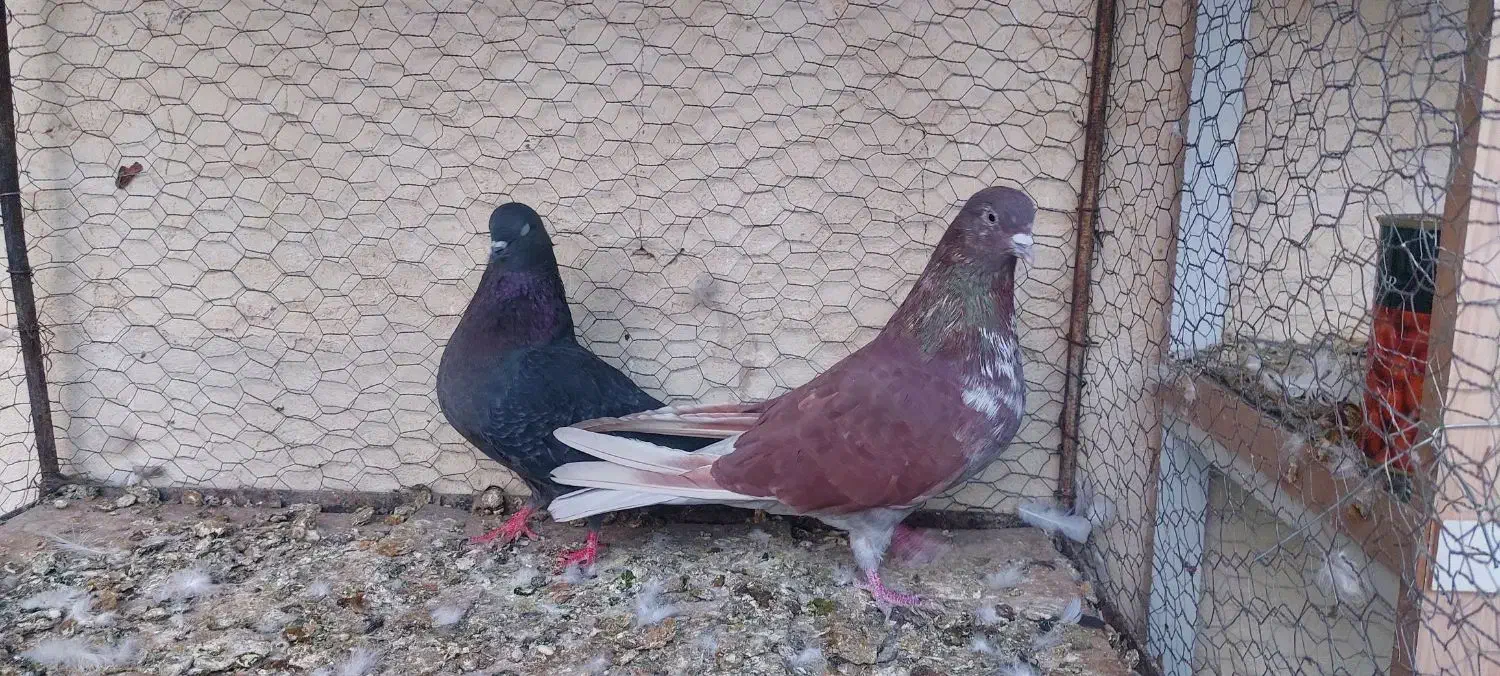 کبوتر سرخ پرشی|پرنده|اصفهان, حصه شمالی|دیوار