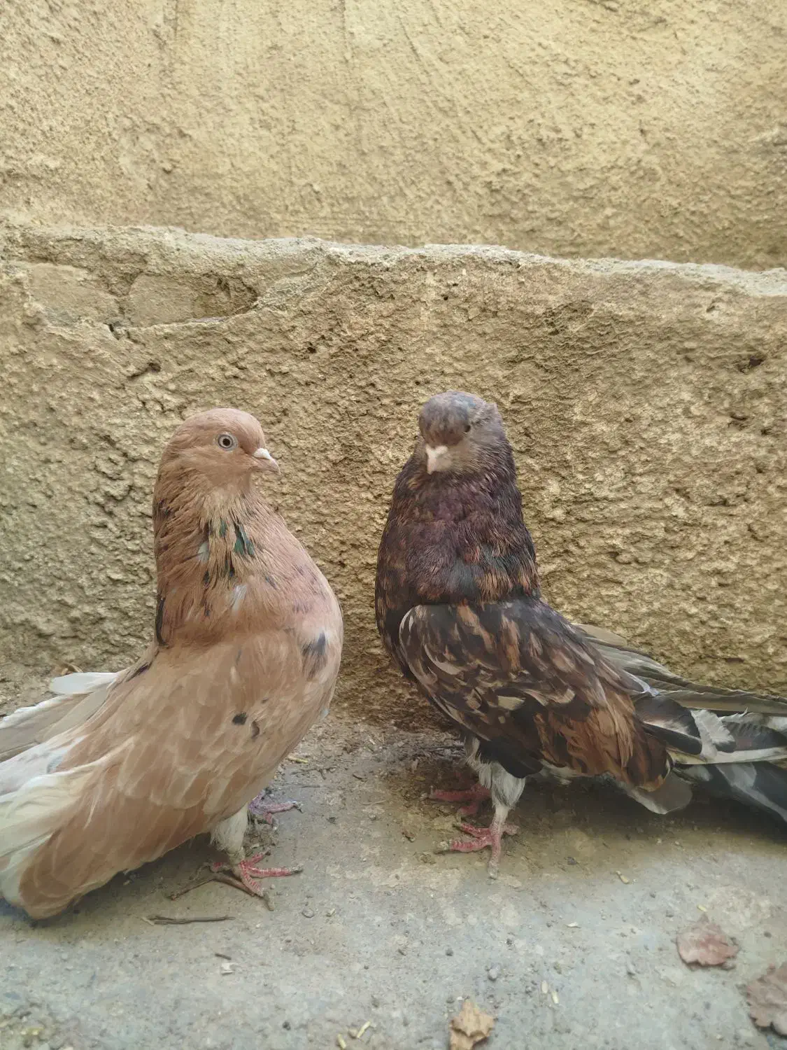 سرور|پرنده|کبودرآهنگ, |دیوار