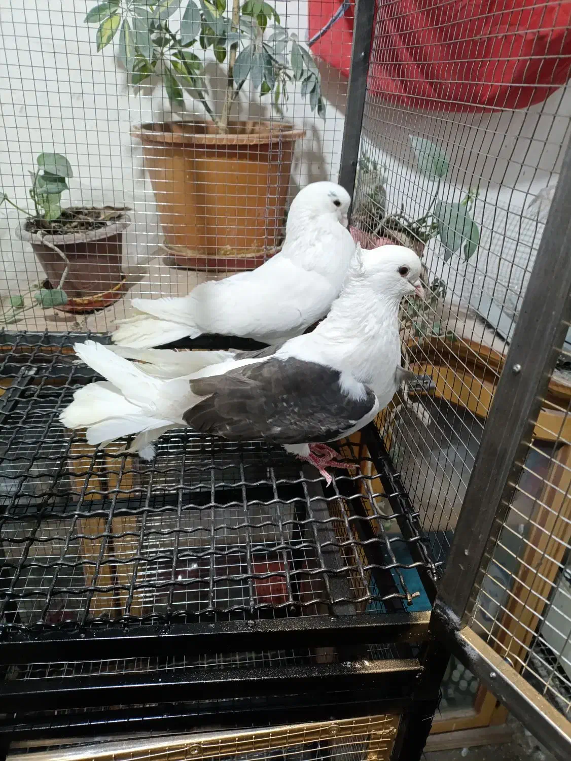 پرنده|پرنده|اصفهان, سیچان|دیوار