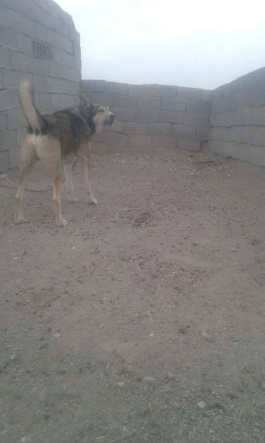 سگ گله|سگ|زیرکوه, |دیوار