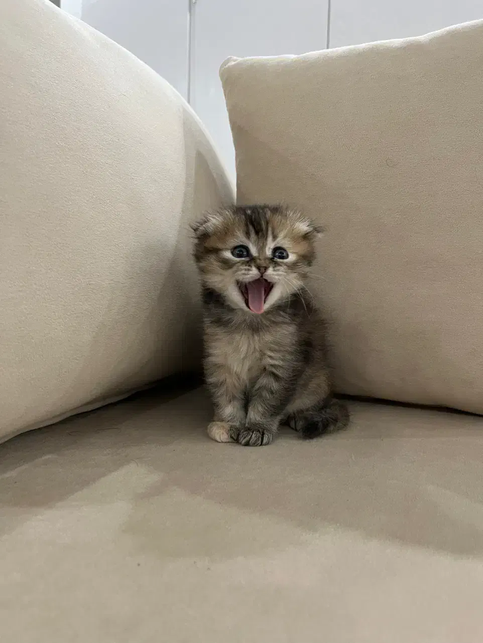 گربه بریتیش اسکاتیش|گربه|تهران, منیریه|دیوار