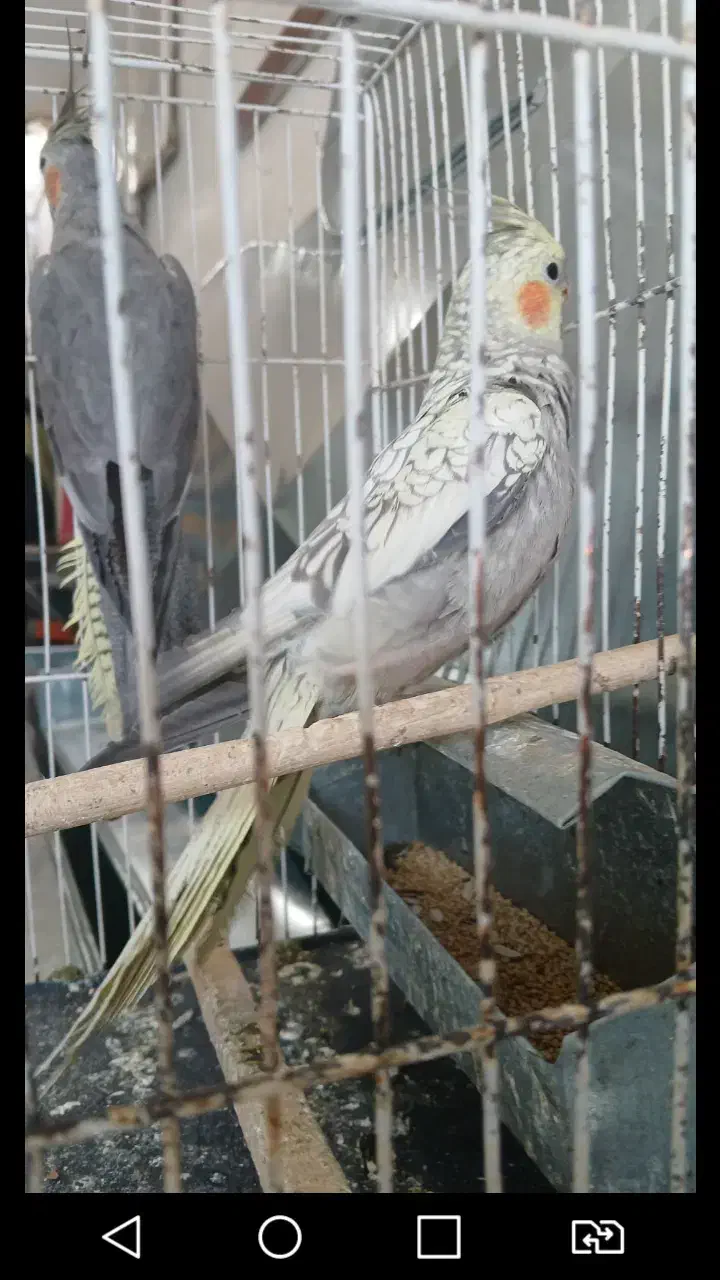 عروس هلندی|پرنده|نیشابور, بنیاد شهید|دیوار