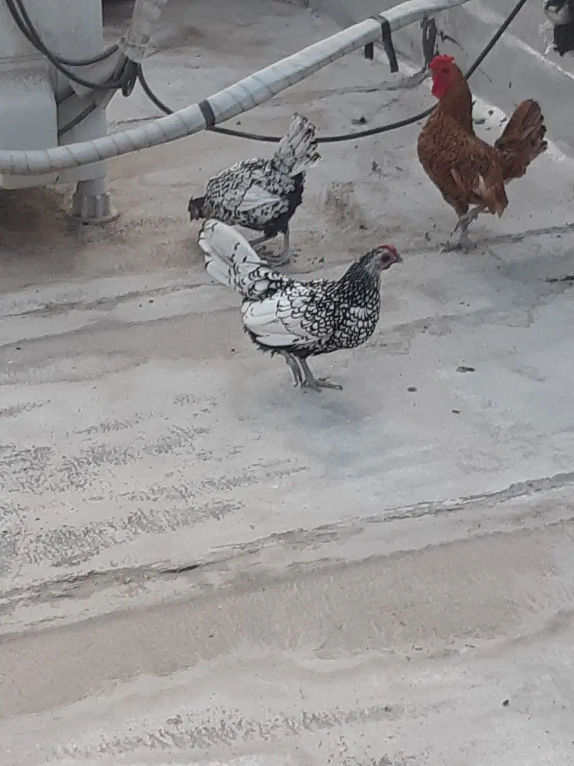 گلین وسیبرایت|حیوانات مزرعه|خان ببین, |دیوار