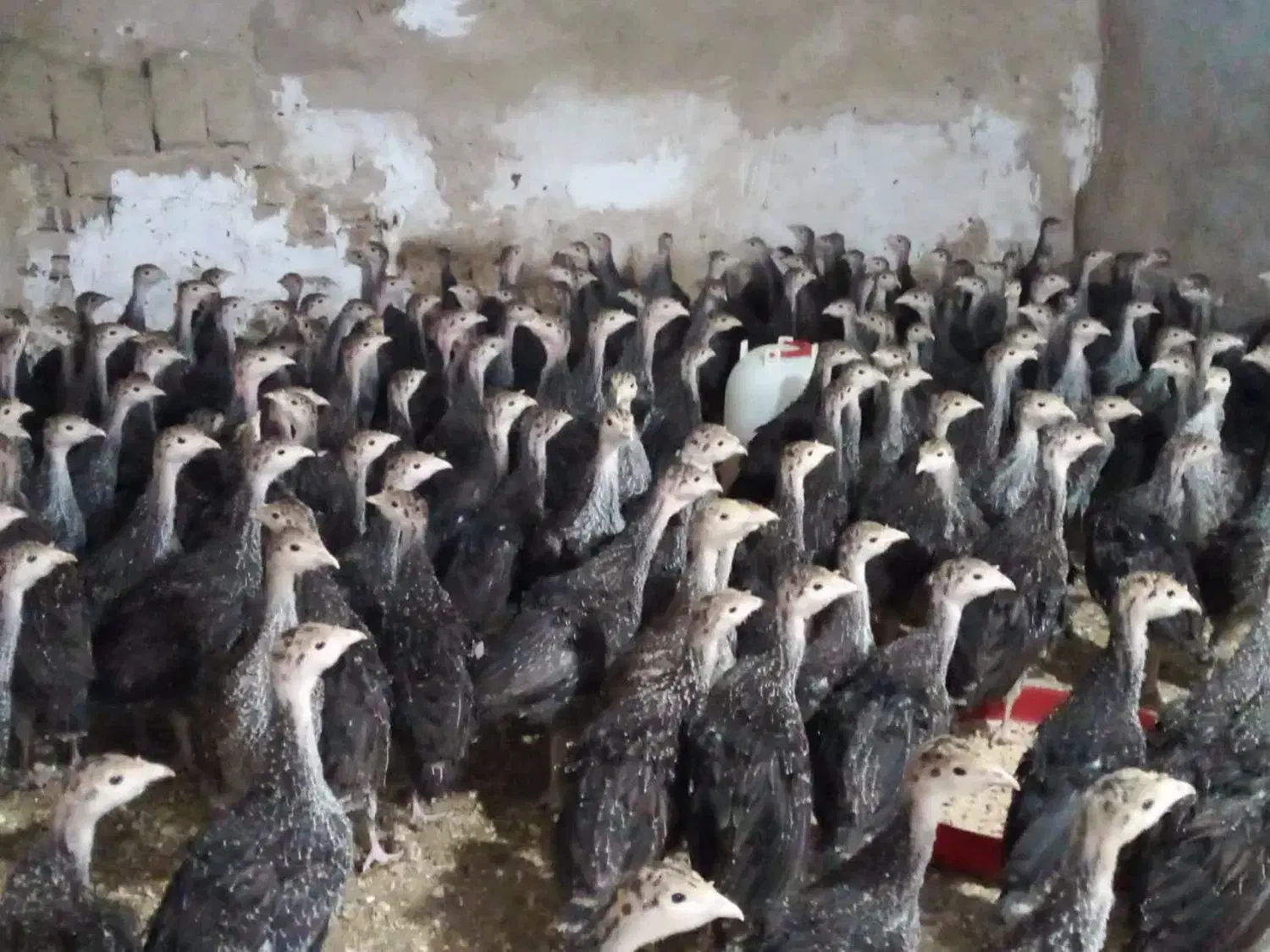 جوجه بوقلمون برنز سینه پهن  انگلیسی|حیوانات مزرعه|تهران, نعمت‌آباد|دیوار